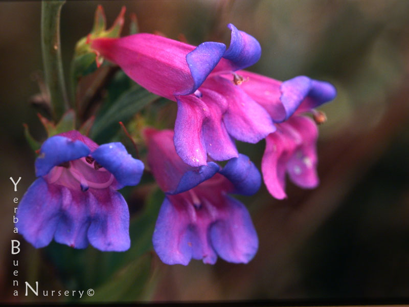 پنستمون هتروفیلوس